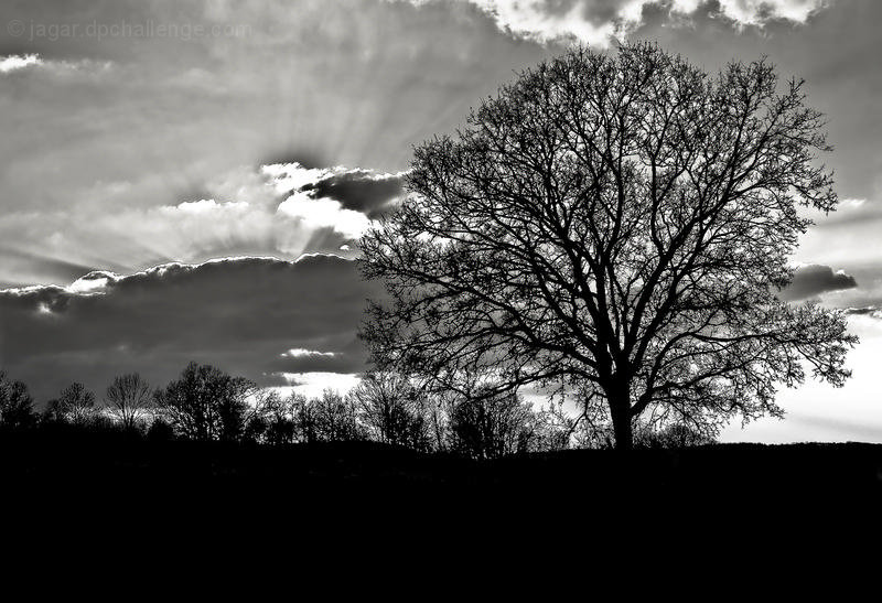 branchscape Silhouette