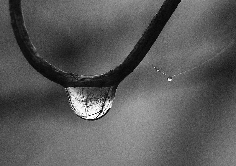 Drop From A Branch