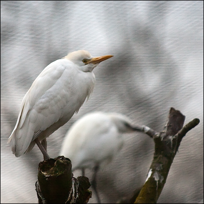 Higher Perches 