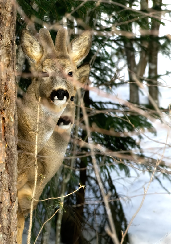 Behind the Branches