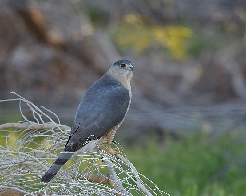 Coopers Hawk on a branch