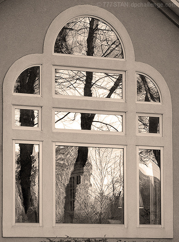 Reflected Branches Framed By Window Branches
