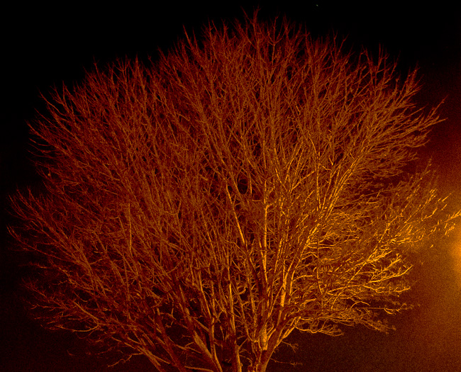 Skeletal Tree