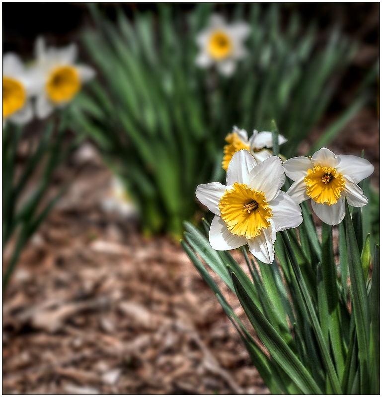 Narcissus 'Ice Follies' - Early Bloomer,  3rd Most Popular Daffodil in the World