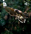Landing
