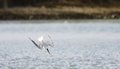 Diving Roseate Tern