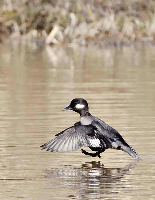 Bufflehead Touchdown