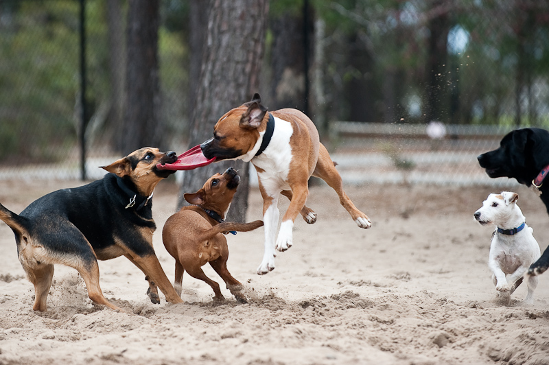 day at the dog park