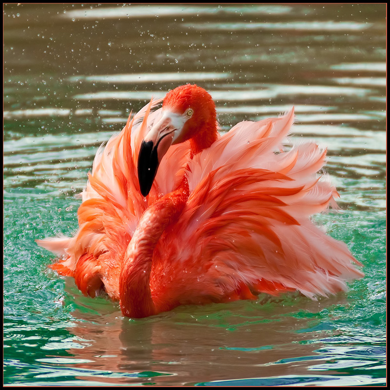 Flamingo Flamenco