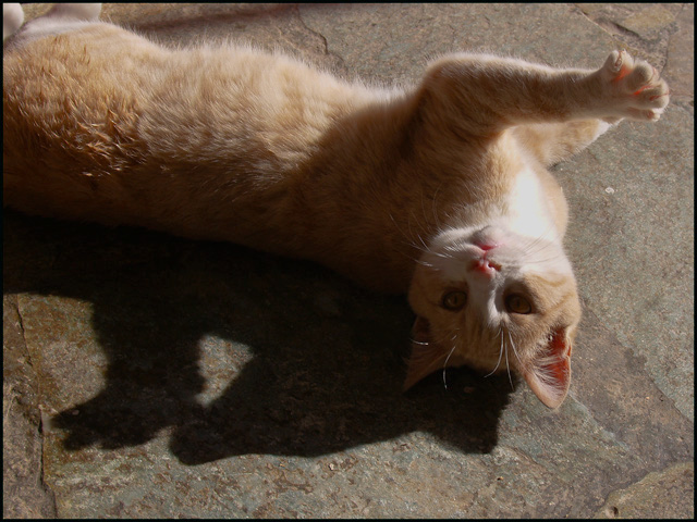 where is my shadow?