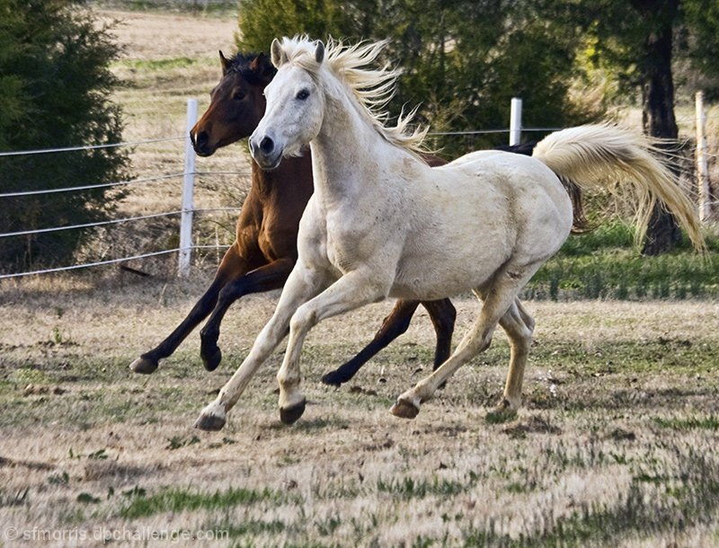 The Race