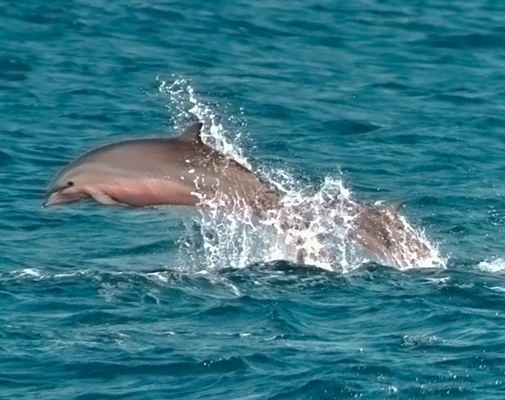 Fraser Dolphin in Marigot Bay