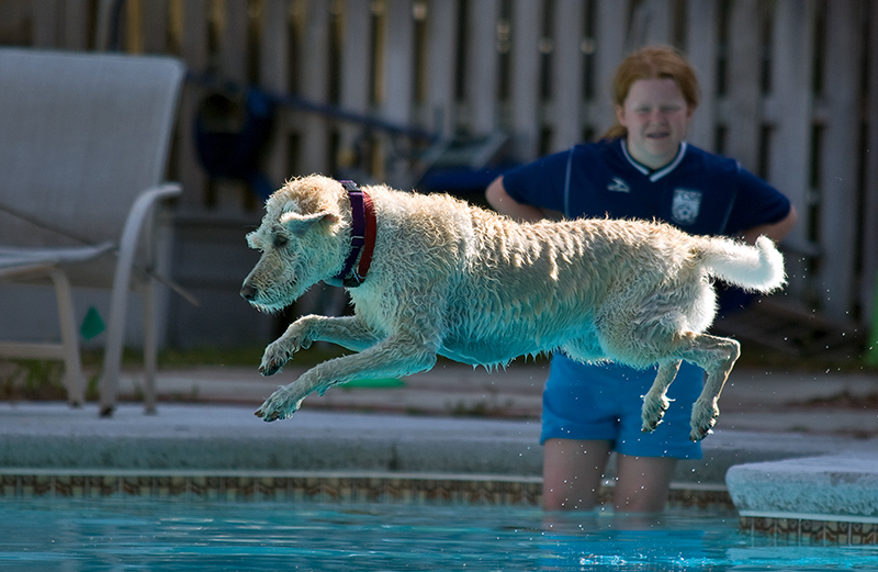 Air Dog