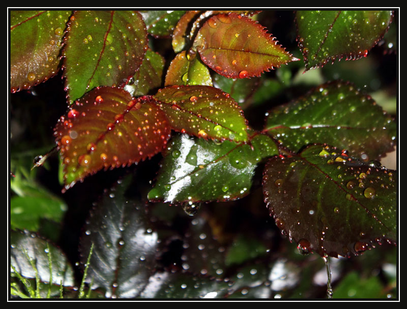 Spring Rain