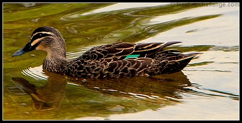 Gliding duck