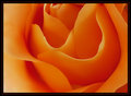 Orange Creamsicle