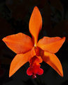 Orange Orchid