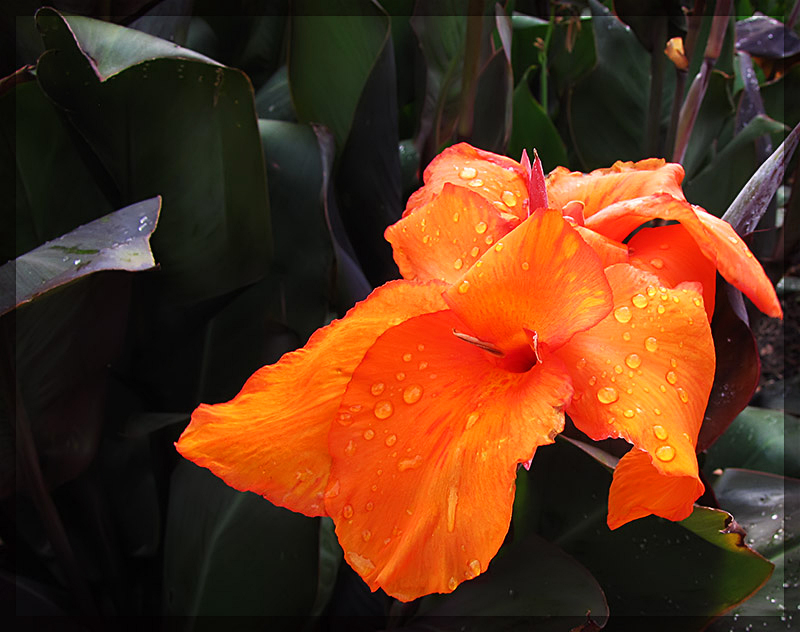 Canna Lily