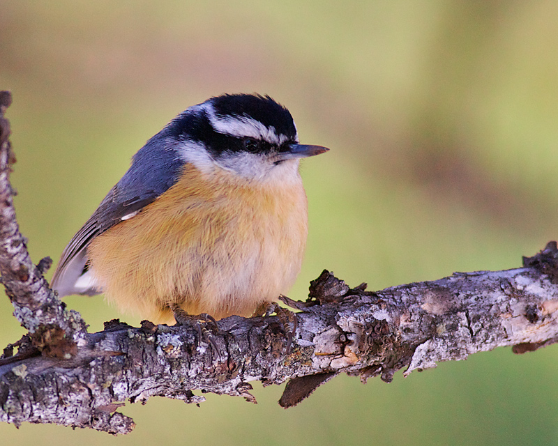 "Pale-Orange"-breasted Nuthatch