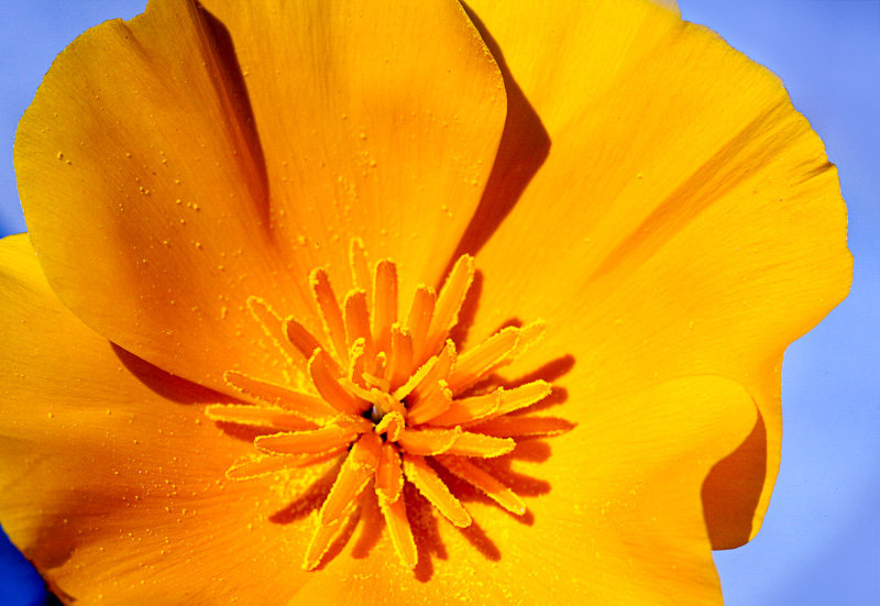 Poppy