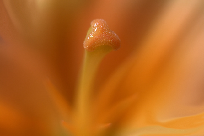 A Peach Colored Lily