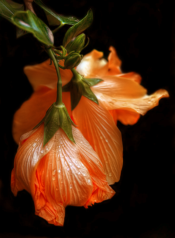 Orange Hibiscus