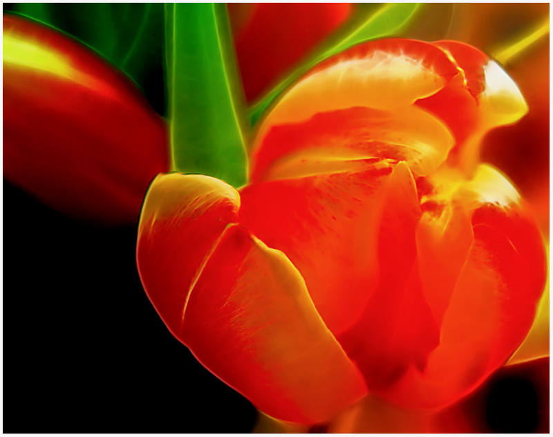 "Tulipo Orangina Hollandica :-) "