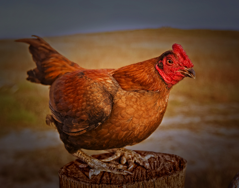 my orange cock