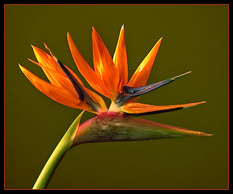 Bird Of Paradise