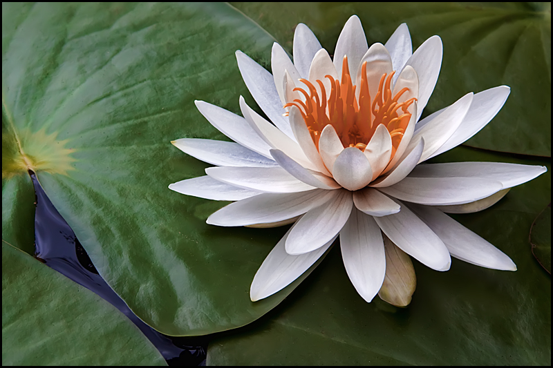 Floating flower