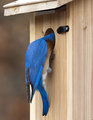 Bluebird Entrance