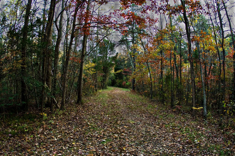 Through the Forest