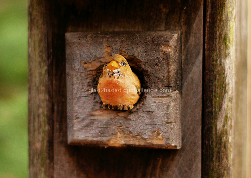 Rare sighting - Orange Breasted Wood Bloke seen exiting Chickadee residence!