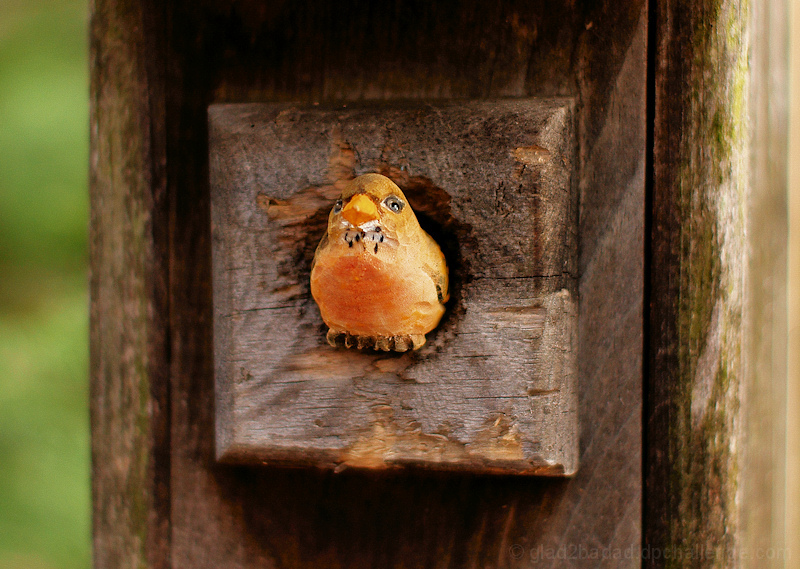 Rare sighting - Orange Breasted Wood Bloke seen exiting Chickadee residence!