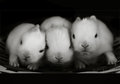 snuggle bunnies