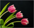 Spring Tulips