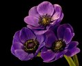 Anemones