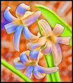 Poppin Hyacinth's