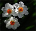 Daffodils in the Morning