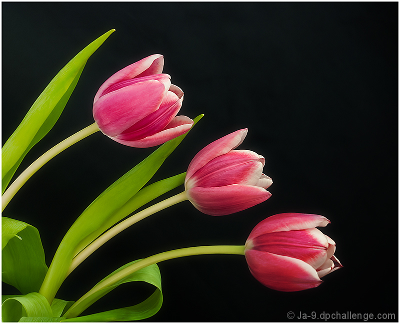 Spring Tulips