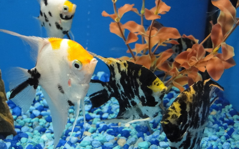 Fish