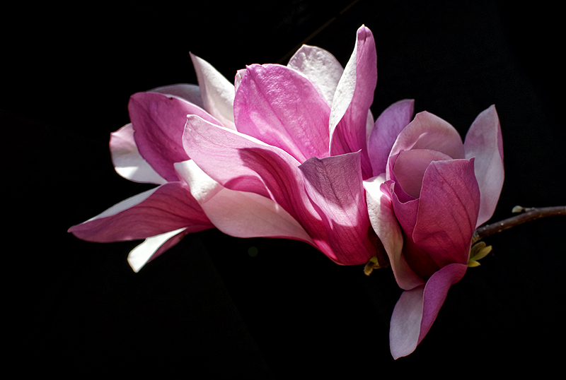 Three Tulip Tree Blossoms for Easter