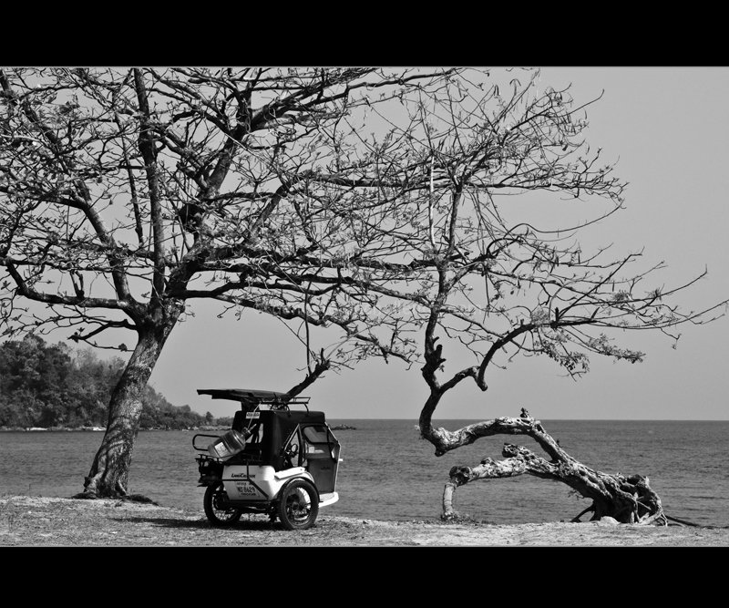 Two Trees and a Tricycle