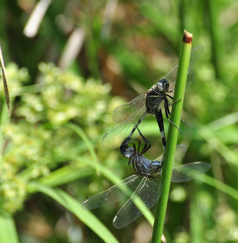 Waiting to have a dragonfly babies