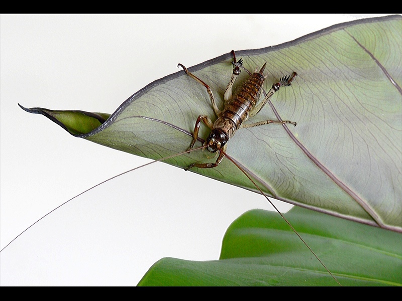 Weta on Taro leaf