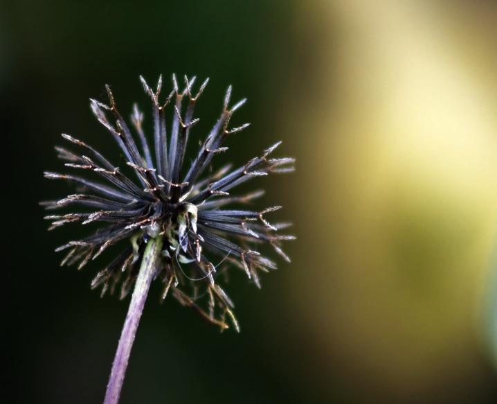 ...to become more than just a weed with dog hair stuck