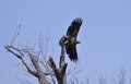 Golden Eagle Taking Flight