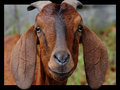 I am a vicous attack goat... honestly I am!