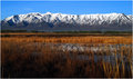 Bear River Marsh