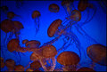 Jelly Dance
